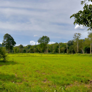ที่ดินบนถนนธนะรัชต์ (ก่อนถึงแยกไฟแดงบ้านไร่หมูสี)